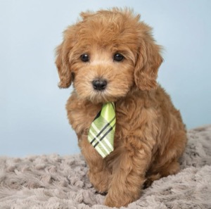 Cute dog with tie
